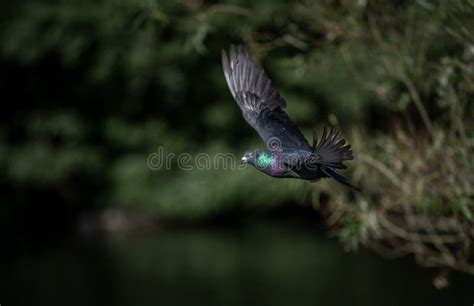 Pombo Rochoso Ou Pombo Vara Ou Pombo Ventre Em Voo Imagem De Stock