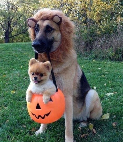 20 Funniest Dog Halloween Costumes 019 Funcage