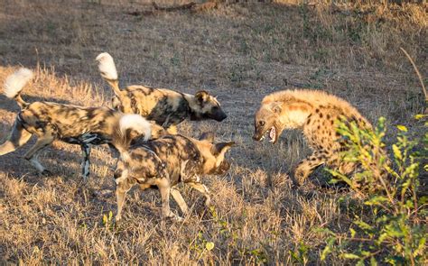 Wild Dog Vs Hyena Sabi Sabi Private Game Reserve Blog