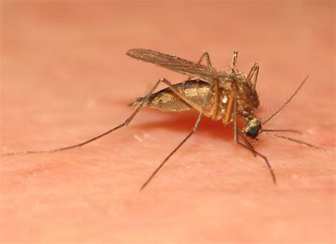 Ankle Biter Aedes Cinereus Bugguidenet