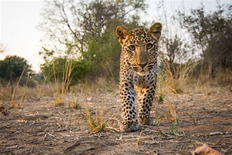 Wild Life With Will Burrard Lucas