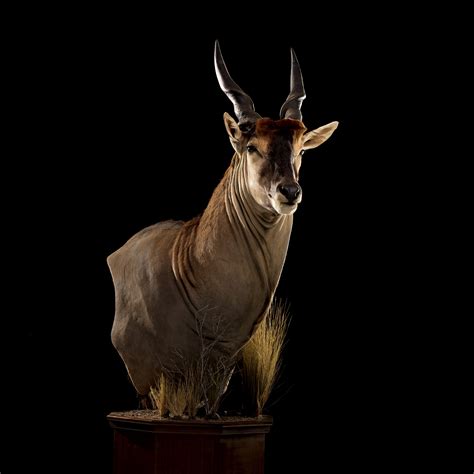 African Antelope Taxidermy Pedestal Mounts