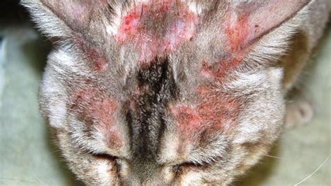 Feline miliary dermatitis is not a diagnosis. Cat Miliary Dermatitis: Causes, Symptoms & Home Remedies ...