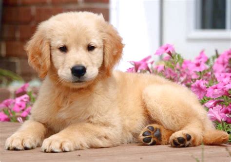 Browse thru our id verified puppy for sale listings to find your perfect puppy in your area. golden retriever puppies for sale near me hoobly