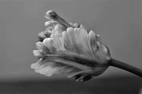 Painting in grayscale, or painting in black and white, means that you're using a limited range of gray values as opposed to a full spectrum of color. Royalty-Free photo: Grayscale photography of flower | PickPik