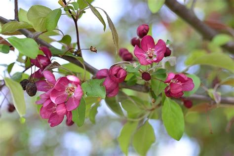 Flowering Crabapple Blooms Somehow This And 2 Other Photo Flickr