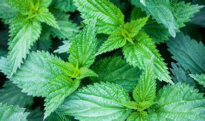 Plantes Sauvages Comestibles Guide Pratique