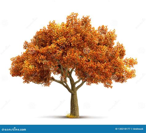 Autumn Maple Tree Isolated Stock Image Illustration Of Season 130218177