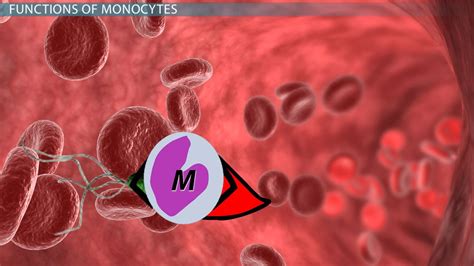What Are Monocytes Definition Function And Blood Test Video