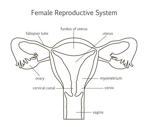 Top 60 Female Reproductive System Clip Art Vector Graphics And Illustrations Istock