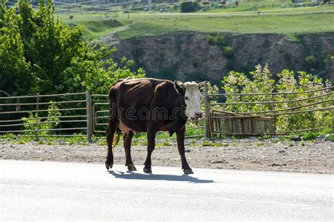 Cow In Baksan Gorge In The Caucasus Mountains In Russia Stock Photo
