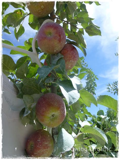 We explain how fruit tree pollination works, and our online pollination checker can find partners for hundreds of different fruit tree varieties. Growing Organic : Where Does the Fruit Grow? Identifying ...