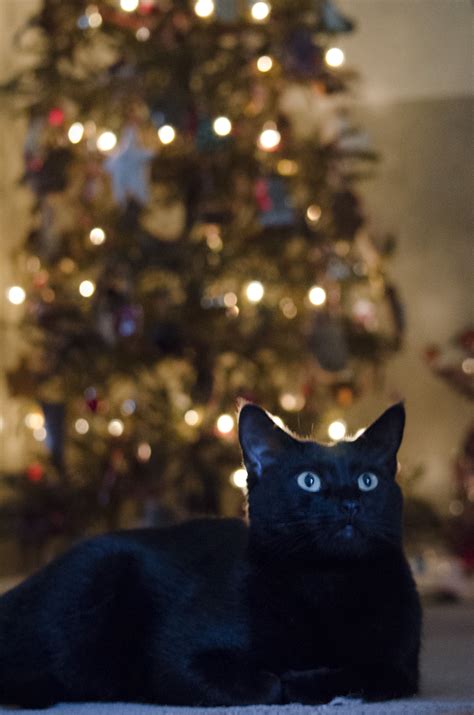 Black Cat In Front Of The Christmas Tree Cute Cats And Kittens