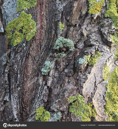 Close Surface Natural Tree Bark High Resolution — Stock Photo