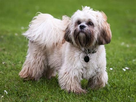 Non Shedding And Hypoallergenic Dogs Appear To Be More Well Known Than
