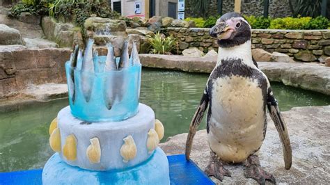Uks Oldest Humboldt Penguin Celebrates 35th Birthday