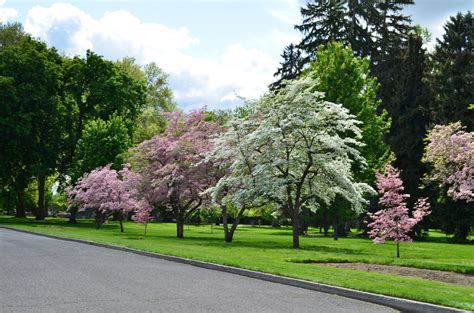 Images Gratuites : arbre, la nature, printemps, parc, romantique, fleur