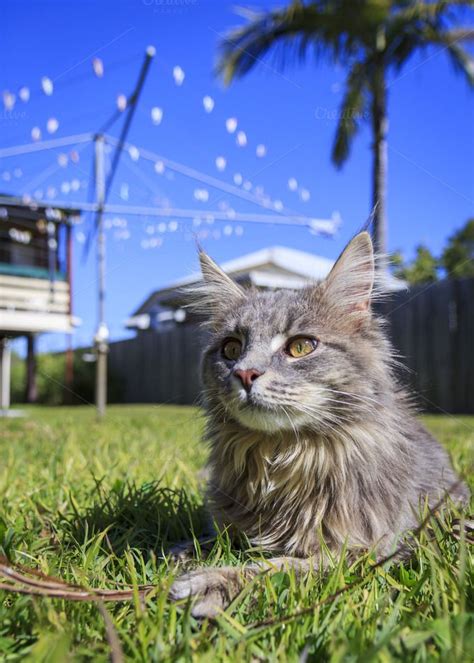 Maine coon cat tree 2020. Grey Tabby Cat in Backyard in 2020 | Grey tabby cats ...