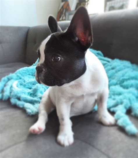Stella The Frenchie on Instagram: 