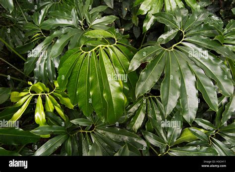 Waxy Leaves Hi Res Stock Photography And Images Alamy