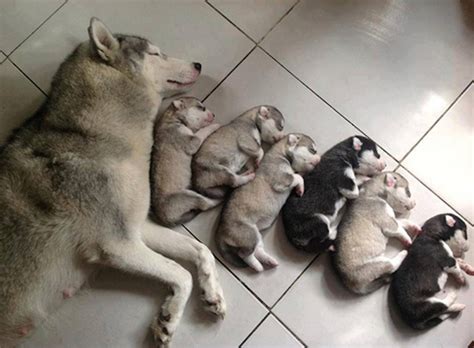 Proud Dog Mums Show Off Their New Llitter Of Puppies