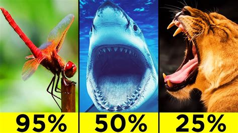 The Most Efficient Predatory Animals In The World - YouTube