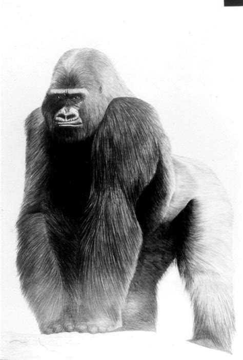 Silverback Gorillas Drawing