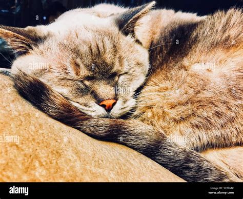 Lynx Point Siamese Cat Sleeping On Their Tail Stock Photo Alamy