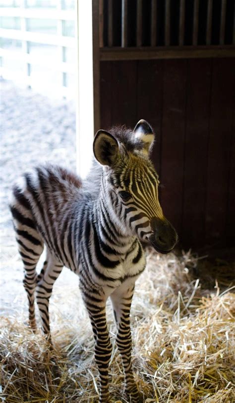 Zebra Little One A Baby Zebra Is Called Colt Male Foal Female