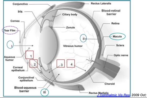 Exam Iii Ophthalmic Drug Delivery Flashcards Quizlet