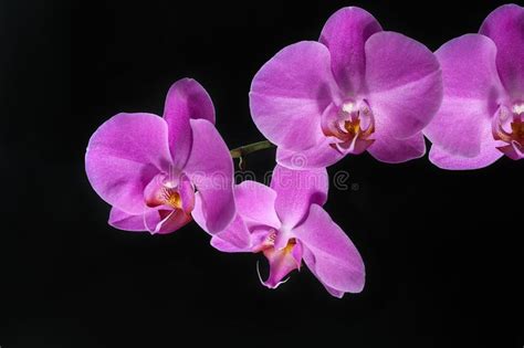 Lilac Orchid Flower Stock Image Image Of Elegant Lovely 153219211