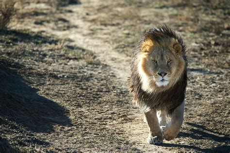 An Elderly Lion Prowls His Territory Through An Open Prairie