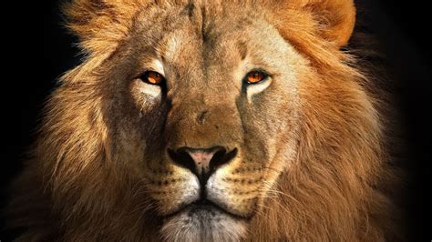 World Lion Day 2021: History and Significance