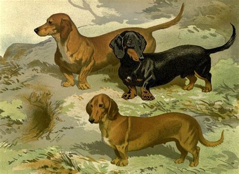 Dachshounds By Charlie Ross Dachshund Art Vintage Dachshund Dog