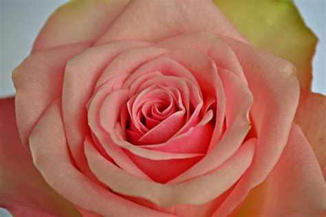 Blumen Rosen Rosa Rose Kostenloses Foto Auf Pixabay Pixabay