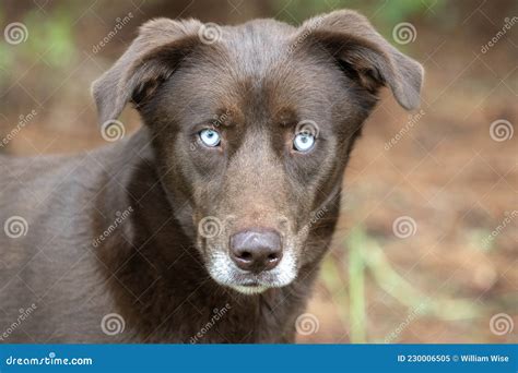 Siberian Husky Mixed With German Shepherd With Blue Eyes