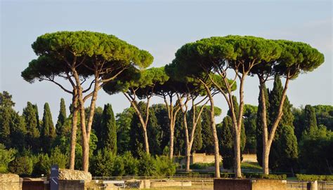 My Mission In Rome The Pines Of Rome