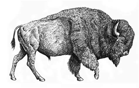 Buffalo Art Buffalo Animal Bison Art