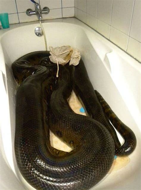 How This Giant Anaconda Come In Bathtub Anaconda Snake Giant