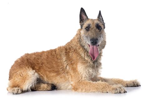 Belgian Laekenois Dog Breed Characteristics And Care
