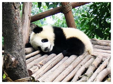 48 Cute Baby Panda Wallpaper Wallpapersafari