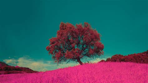 Download Pink Flowers And Tree Landscape Nature 1920x1080 Wallpaper