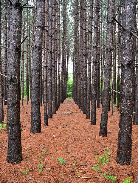 Top 60 Pine Plantation Stock Photos Pictures And Images Istock