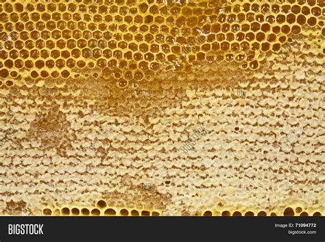 Waxed Honeycomb Honey Image And Photo Free Trial Bigstock