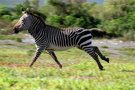 Cape Mountain Zebra Stallion Photograph By Peter Chadwickscience Photo
