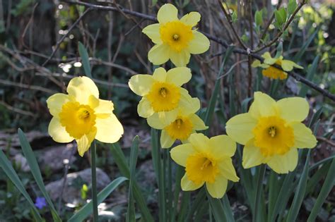 Shop perennial flower seeds and plants from the most trusted name in home gardening. Landscape Design Guru: Favorite Michigan Spring Perennials