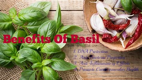 9 Health Benefits Of Basil