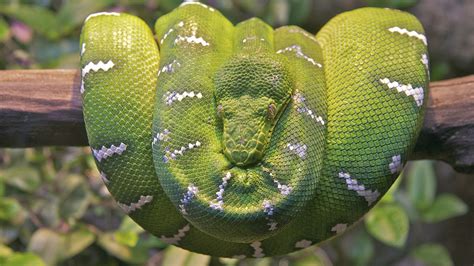 Emerald Tree Boa Snake Hd Animals 4k Wallpapers Images Backgrounds