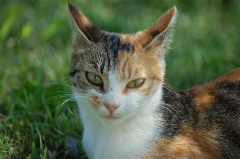 Cat Felino Gato Foto Gratis En Pixabay Pixabay