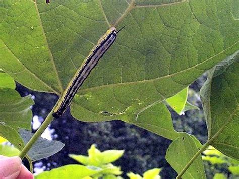 Your umbrella tree stock images are ready. piesantulu: photo umbrella catalpa tree